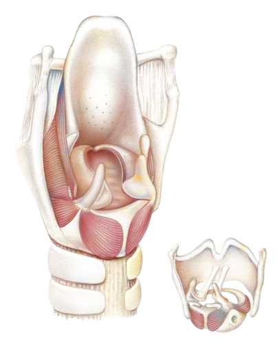 Swallowing Disorders